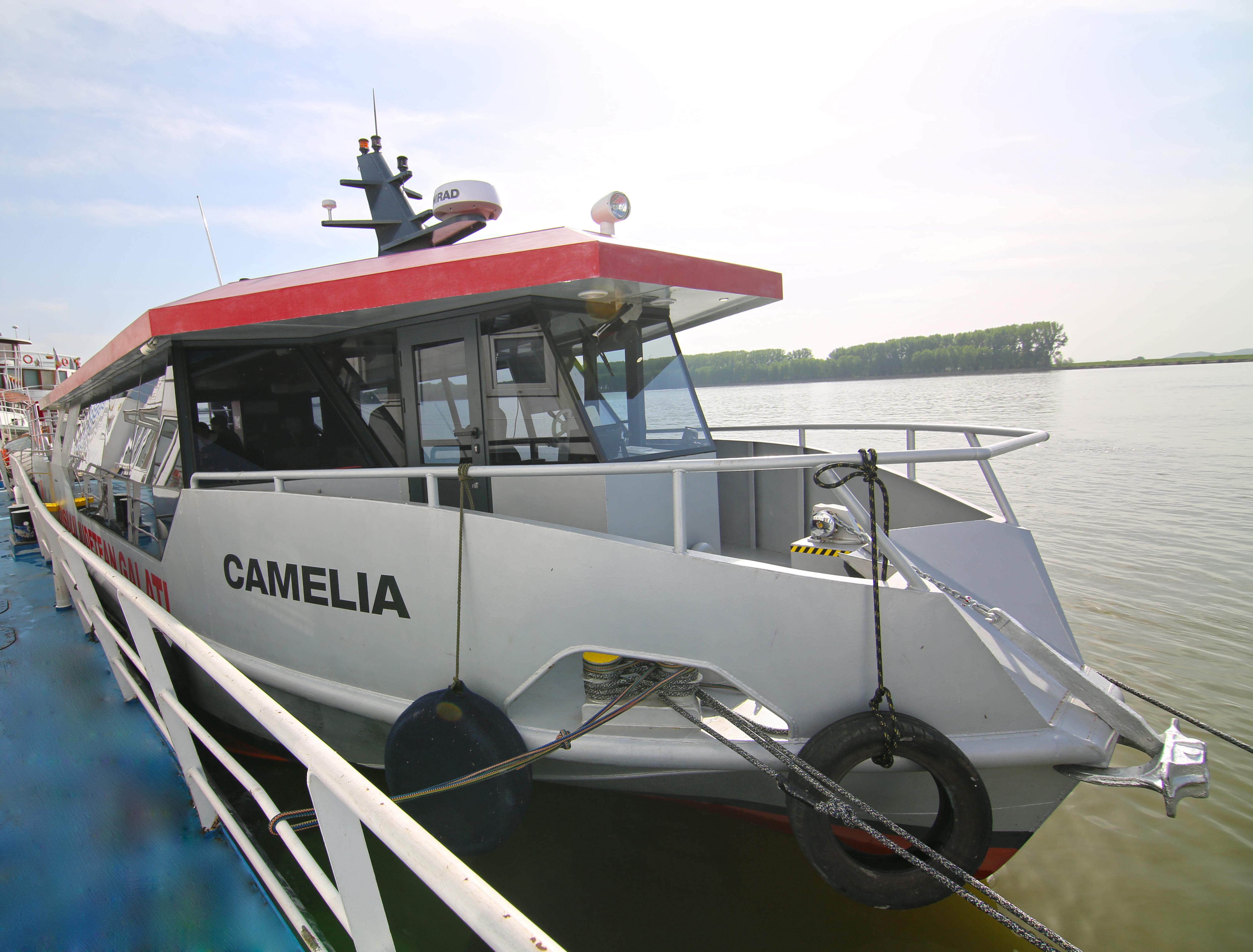 Nava Camelia